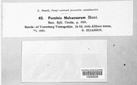 Puccinia malvacearum image